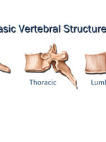 Basic Vertebral Structures
