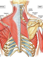 Postural Muscles